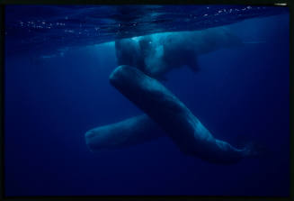 Sperm whales