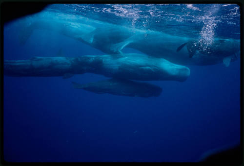 Sperm whales