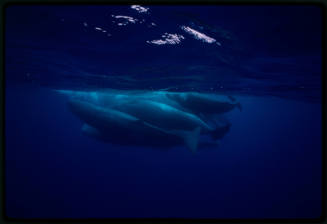 Sperm whales