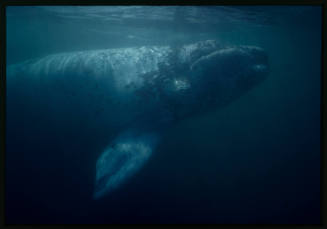 Southern right whale calf