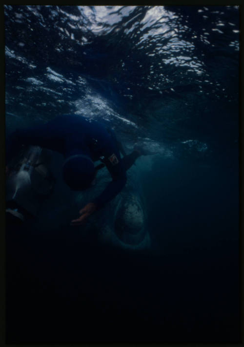 Ron Taylor with Southern right whale calf