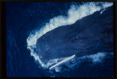 Aerial shot of sperm whale on its side