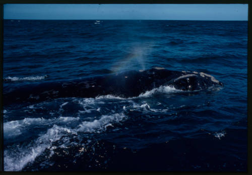 Cow whale exhaling