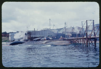 Possibly Albany Whaling Station