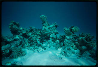 Underwater scene of corals and fish