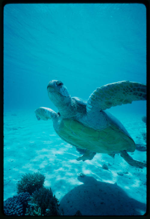 A turtle underwater