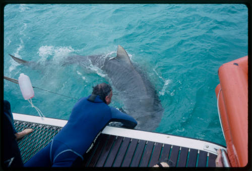 Person touching shark from boat