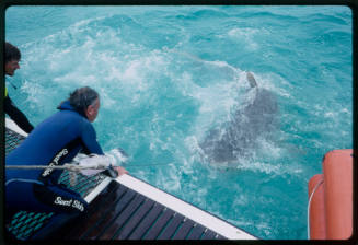 Two people looking down at a shark from boat