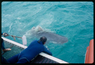 Person looking down at shark from boat