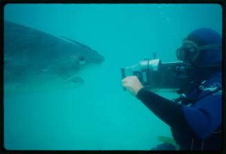 Diver with camera pointed at shark