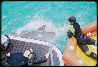 Person looking down at shark from boat with dummy