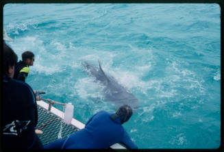 Three people looking down at shark from boat