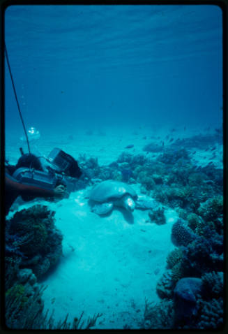 Diver filming turtle amongst corals