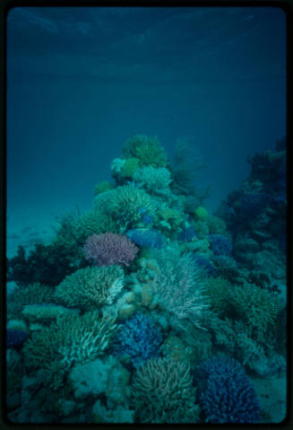 Corals likely during filming of Silent One