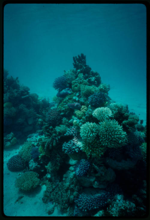 Corals likely during filming of SIlent One