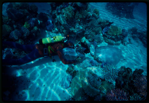 Diver filming turtle amongst corals during filming of Silent One