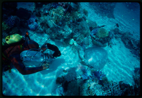 Diver filming turtle amongst corals during filming of Silent One