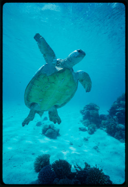 Underside of a turtle underwater