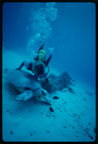 Diver holding on to shell of turtle underwater