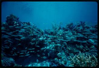 Underwater scene of corals and fish