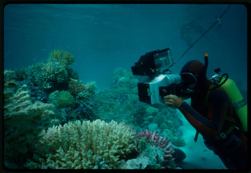 Diver filming coral underwater