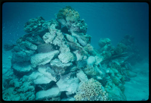 Rocky coral reef