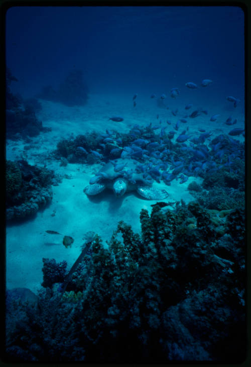 Turtle lying on the sand surrounded by a school of fish