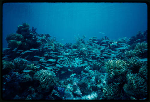 Underwater scene of corals and fish