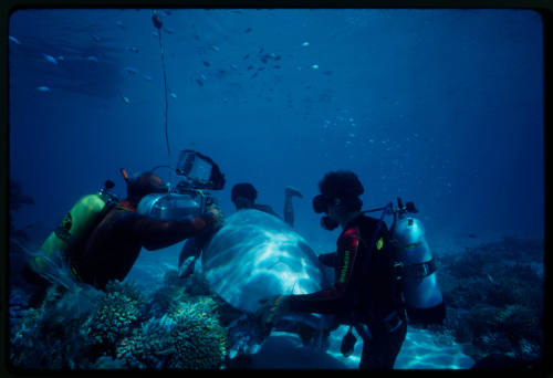 Divers setting up to film an underwater scene with a turtle