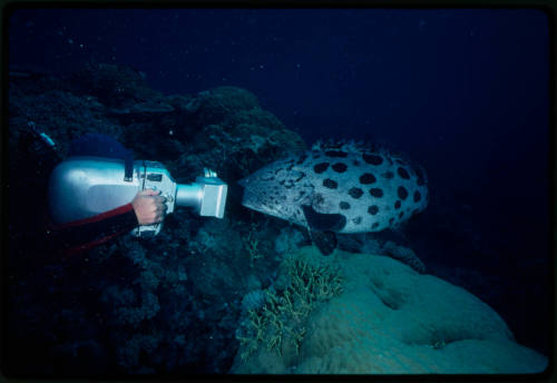 Potato cod swimming up to a diver with an underwater camera