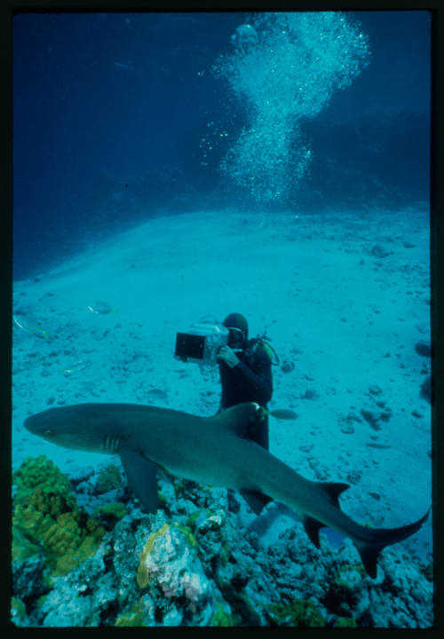 Diver filming a white tip reef shark