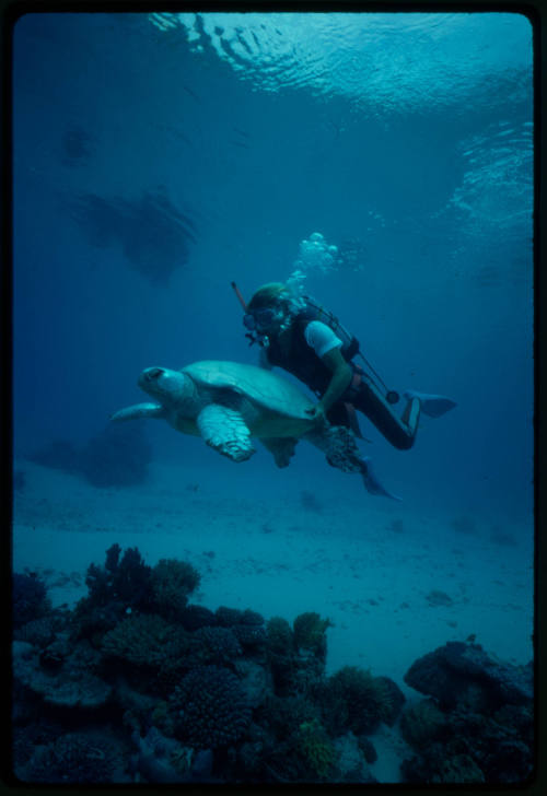 Diver filming a boy standing underwater on coral next to a sea turtle 