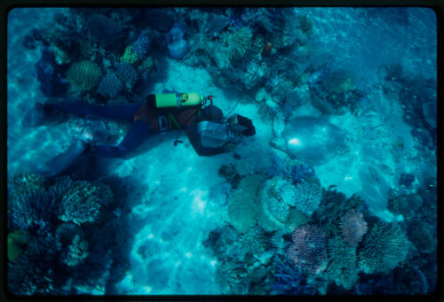 Ron Taylor filming a close up of a sea turtle lying in a coral reef