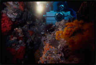 Diver filming a lionfish on a rocky reef