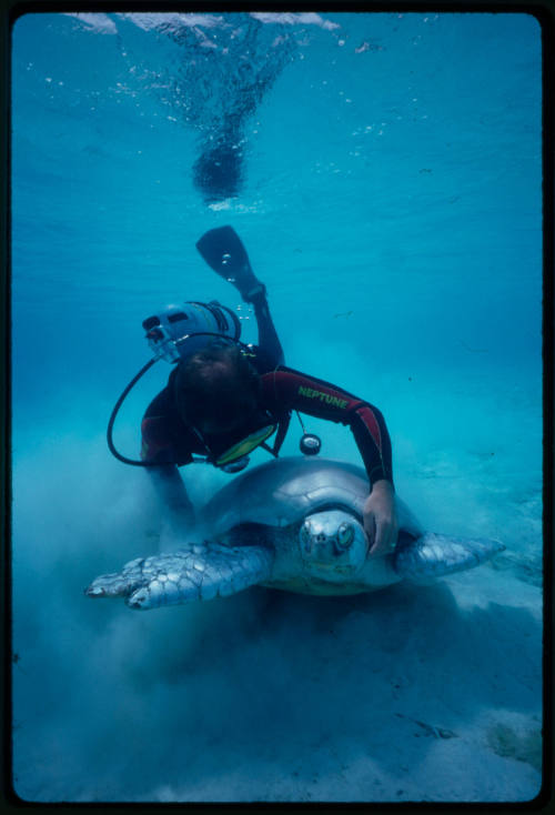 Diver with a sea turtle