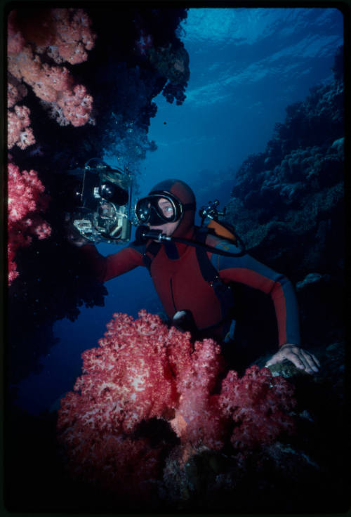 Ron Taylor photographing soft coral underwater