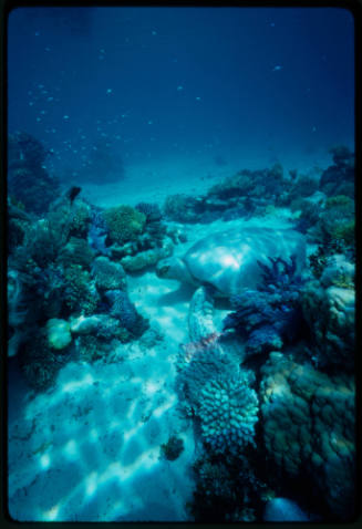 Sea turtle lying in a coral reef