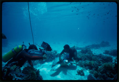 Diver filming a boy swimming with a turtle