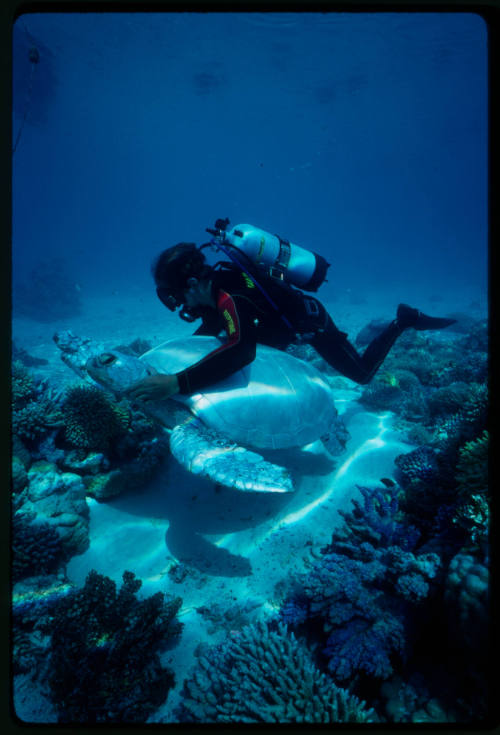 Diver swimming with a white turtle