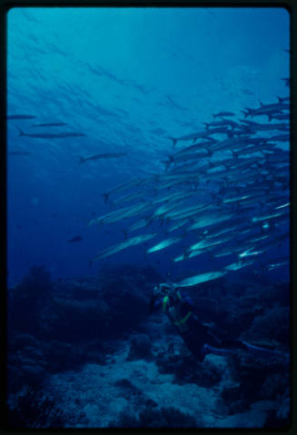 Diver filming a school of barracuda