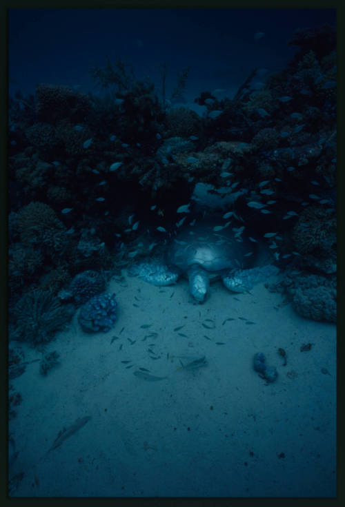 A white turtle resting in her coral cave