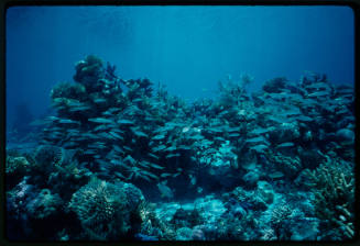 Part of the reef built for the filming of "The Silent One"