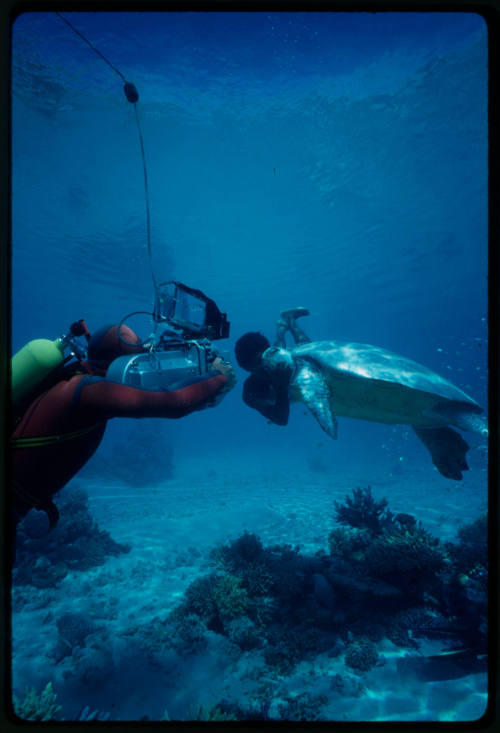 Boy swimming towards a white turtle