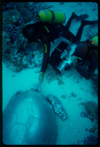 Divers filming a close up of a white turtle