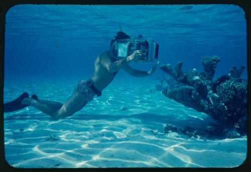 Diver using an underwater camera to film coral