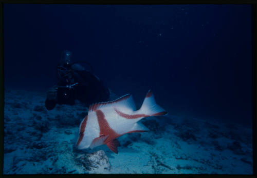 Diver photographing a red emperor fish