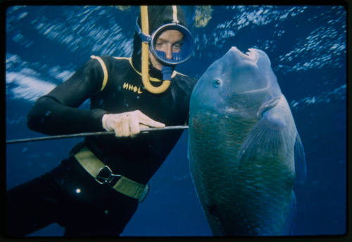 Ron Taylor with speared venus tusk fish