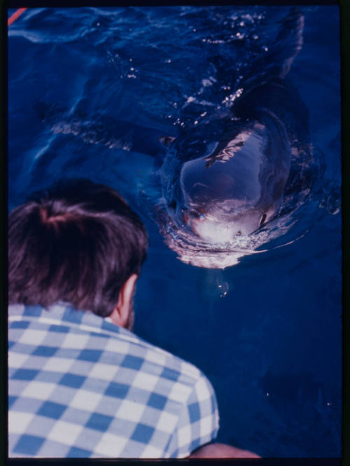 Ron Taylor looking at a great white shark from the duck board