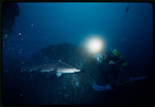 Ron Taylor filming a grey nurse shark