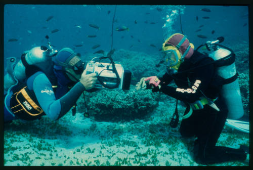 Ron Taylor filming someone holding a starfish